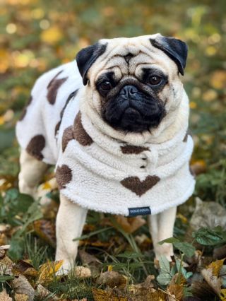 Podzim vibes: Barevné listí, srdíčka, mopsík a sluníčko 🍂🐶🤎🌞