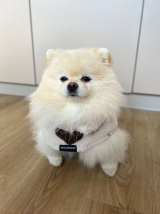 Jak hodně cute jsou Pomíci v srdíčkových kabátkách na stupnici od 1 do 10? 🥰😍 10 je nejvíc.