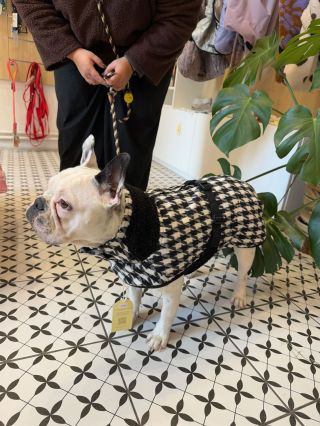 Tak tady to sedlo jak buldoček do křesla. 🙏🤭 Další Pepito kabátek pro pejska, který má pstyl. ❤️