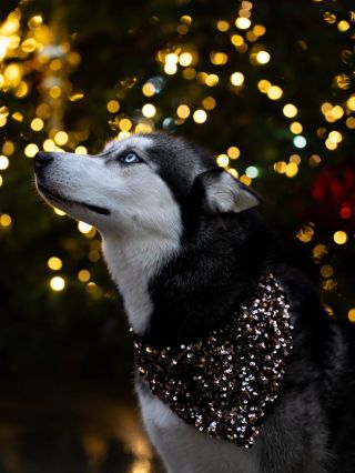 Vánoční šátečky jsou nejen krásným doplňkem pod stromeček, ale můžou ozdobit tvého pejska i při vánočním focení. 🥰...